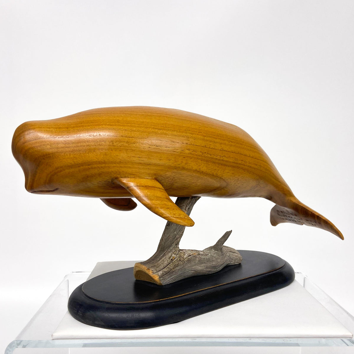 Beluga Whale in Butternut Archipelago The Island Institute Store